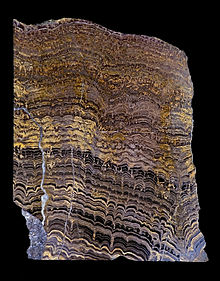 Stromatoliți din Proterozoicul inferior din Bolivia, America de Sud (secțiune verticală lustruită prin rocă)