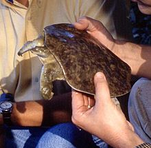 smooth soft-shelled turtle, no horny shields, only skin covers the bony shell