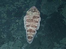 Symphurus hydrophilus , ploskolebec, který žije pouze v blízkosti hydrotermálních průduchů.