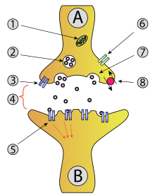 Schematic of excitation transmission at a chemical synapse from nerve cell A with the presynapse to cell B with the postsynapse -. 1 mitochondrion, 2 synaptic vesicle, 3 autoreceptor, 4 synaptic cleft with released unbound neurotransmitters, 5 postsynaptic receptor, 6 calcium channel, 7 exocytosis of vesicle, 8 active transport across cell membrane.