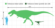Tarbosaurus bataar in size comparison with a human being