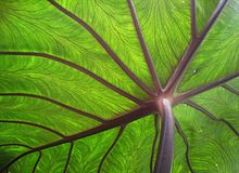 Detailed view of a taro leaf with recognizable leaf veining