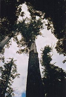 Med sina 92 meter trodde man tills nyligen att "The Big Tree" i centrum var den högsta kvarvarande bergsaskan.  