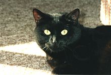 The black cat, in superstition a lucky or unlucky charm (in popular belief the direction of running is distinguished). Black cats and dogs are considered difficult to place in animal shelters, because they are assumed to be more aggressive.