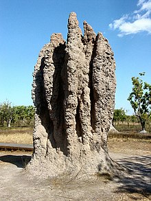 Sommige termieten bouwen grote structuren zoals deze waar ze wonen