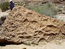 Thalassinoides , holen gemaakt door schaaldieren, uit het Midden-Jura, Makhtesh Qatan, Zuid-Israël