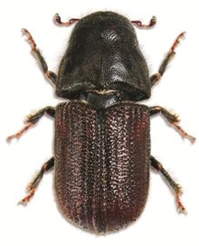 Взрослая особь горного соснового жука (Dendroctonus ponderosae)