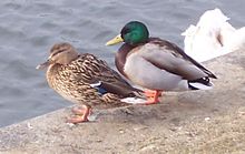 Um par de patos. O esquerdo (com a cabeça marrom) é a fêmea. É ligeiramente menor, e camuflada. O macho da direita é facilmente notado; sua coloração e tamanho são características sexuais secundárias. Eles o ajudam a acasalar com as fêmeas.
