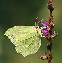 Sommige vlinders doen aan camouflage: de uitstekende bladimitator Gonepteryx rhamni, de gewone brimstone, op paarse losbladigheid.  
