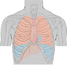 Expansion of the lungs during inhalation (blue) and exhalation (pink)