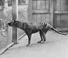 Thyalcine no zoológico de Hobart, 1933