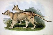 John Goulds litografiske plade af en thylacine fra "Mammals of Australia"  