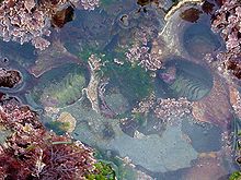 View into a tide pool near San Diego, California (USA), with seaweed and two beetle snails