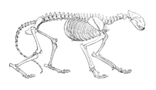 Drawing of a tiger skeleton