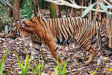 Un tigre de Sumatra en el zoo de Melbourne