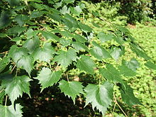 椴树（Tilia mongolica）