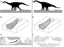 Diagram yang menunjukkan penggalian sarang dan peletakan telur titanosaurus