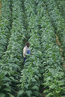 Work in a tobacco plantation