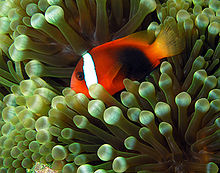 Amphiprion melanopus anemonefish em uma anêmona de bolha do Timor Leste.