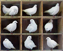 Einsetzen von zehn Tauben in neun Löcher - ein Loch wird mehr als eine Taube enthalten
