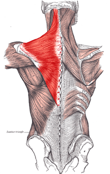 Trapézový sval zobrazen červeně.  