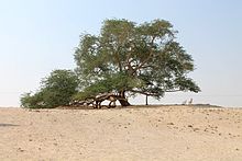 The Shacharat al-Haya (Arabic شجرة الحياة, DMG šaǧarat al-ḥayāh 'tree of life'), a 400-year-old mesquite tree of the species Prosopis cineraria (Khejribaum), considered a natural wonder.