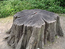Un tocón de árbol, unos 37 años después de la tala  