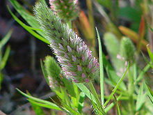 Spike-like inflorescence of narrow-leaved clover (Trifolium angustifolium)
