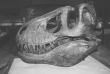 The type specimen of T. rex at the Carnegie Museum of Natural History. This skull was heavily modified, using Allosaurus as a model.