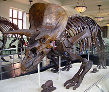 Triceratops skeleton in New York's American Museum of Natural History