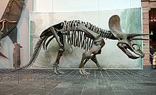 Skats no sāniem uz Triceratops horridus skeleta atlējumu, Zenkenbergas muzejs.