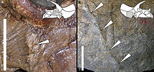 Známky poranění a opravy kostí u Triceratopse