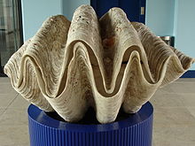 Lege schelp van de reuzenmossel (Tridacna gigas)