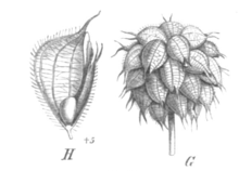 Illustration of the fruits of strawberry clover (Trifolium fragiferum) - one to two-seeded pods, which tear open at two seams.