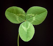 Typical clover leaf (here from white clover (Trifolium repens)) - The almost parallel lateral veins branching off from the main rib are clearly visible.