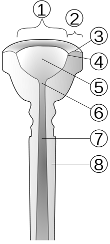 Les différentes parties d'un bec de trompette. Partie   1 : bord   intérieurPartie   2 : bordPartie   3 : le contour, ou la forme, du bordPartie 4 : bordPartie   5 : coupePartie   6 : gorgePartie   7 : fondPartie   8 : Tige