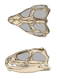 Dorsal and lateral views of the skull of a bridging lizard. Schematic. The upper of the two temporal windows is only narrowly visible in the lateral view.