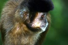 Tufted capuchin (Sapajus apella)  