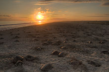 Thousands of olive ridley turtles (Lepidochelys olivacea) arrive every year to lay their eggs in the protected area of Playa de Escobilla on the Mexican Pacific coast.