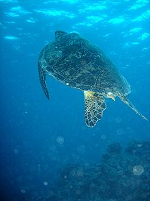 大堡礁上的绿海龟