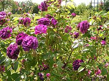 Centenas de anos atrás, as rosas nos jardins das pessoas pareciam diferentes da maioria das rosas cultivadas hoje. Esta cultivar de rosas 'Toscana Superb' foi descoberta em 1837.