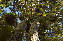 Treetops of two Kauri trees