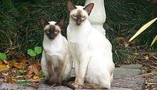 Dvě siamské kočky  