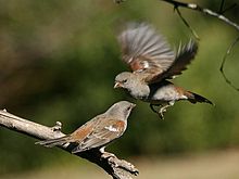 Damara Sparrows