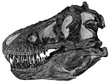A Tyrannosaurus skull (AMNH 5027)