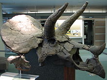 少年と成人の頭蓋骨 - 少年の頭蓋骨は、成人の人間の頭の大きさくらいの大きさです。