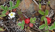 Chilean strawberry (Fragaria chiloensis)