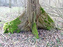 The European elm (Ulmus laevis) is the only tree species in Central Europe that can form board roots.