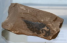 Fossil leaf of Ulmus fischeri, a tertiary elm species