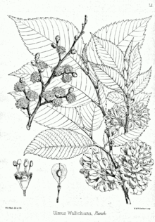 Illustration of Ulmus wallichiana